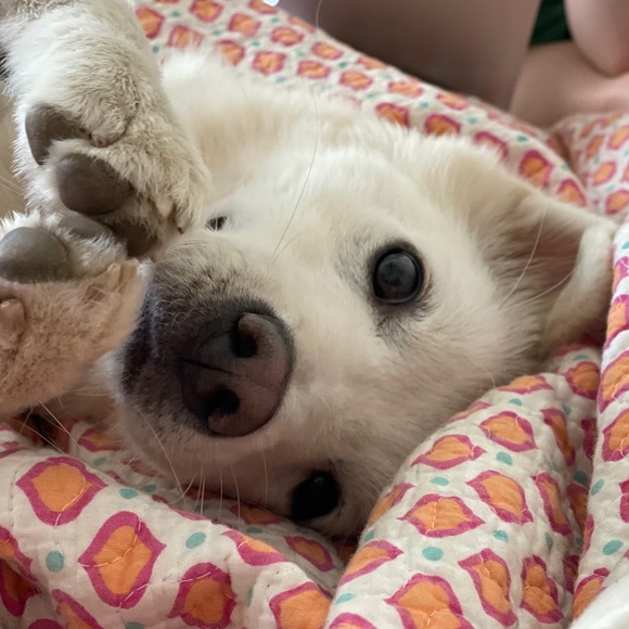 Meet your Posher, Devra - Picture 2 of 3